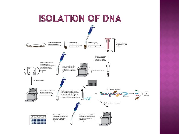 ISOLATION OF DNA 