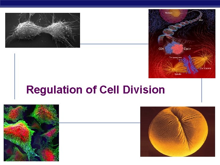 Regulation of Cell Division AP Biology 