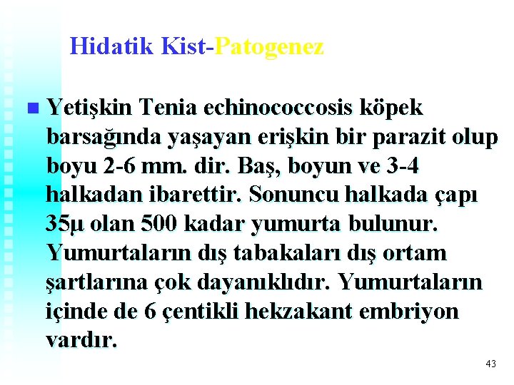 Hidatik Kist-Patogenez n Yetişkin Tenia echinococcosis köpek barsağında yaşayan erişkin bir parazit olup boyu Hidatik Kist-Patogenez n Yetişkin Tenia echinococcosis köpek barsağında yaşayan erişkin bir parazit olup boyu
