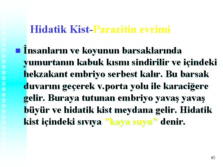 Hidatik Kist-Parazitin evrimi n İnsanların ve koyunun barsaklarında yumurtanın kabuk kısmı sindirilir ve içindeki Hidatik Kist-Parazitin evrimi n İnsanların ve koyunun barsaklarında yumurtanın kabuk kısmı sindirilir ve içindeki