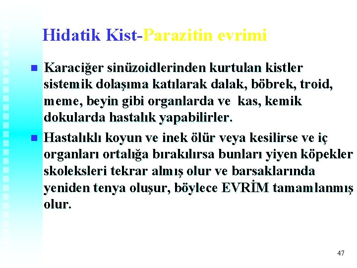 Hidatik Kist-Parazitin evrimi n n Karaciğer sinüzoidlerinden kurtulan kistler sistemik dolaşıma katılarak dalak, böbrek, Hidatik Kist-Parazitin evrimi n n Karaciğer sinüzoidlerinden kurtulan kistler sistemik dolaşıma katılarak dalak, böbrek,