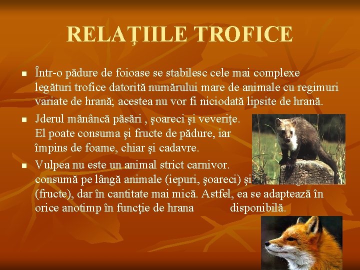 RELAŢIILE TROFICE n n n Într-o pădure de foioase se stabilesc cele mai complexe