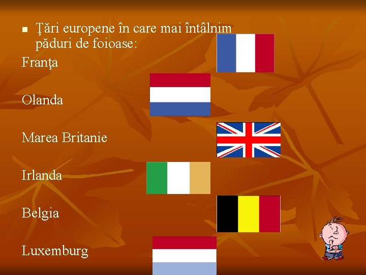 Ţări europene în care mai întâlnim păduri de foioase: Franţa n Olanda Marea Britanie