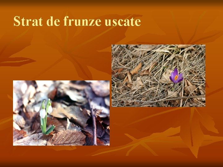 Strat de frunze uscate 