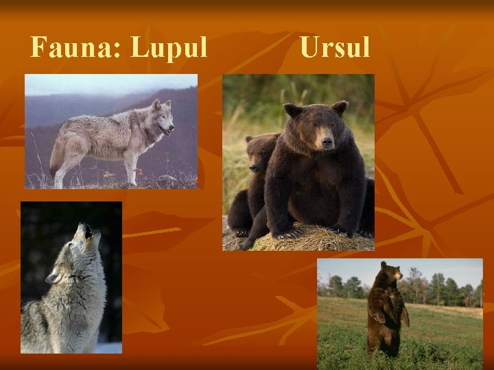 Fauna: Lupul Ursul 