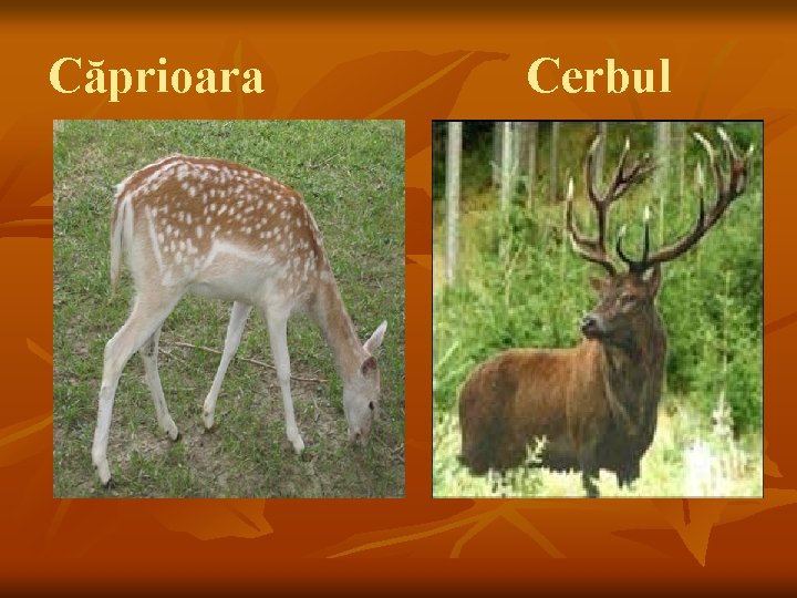 Căprioara Cerbul 