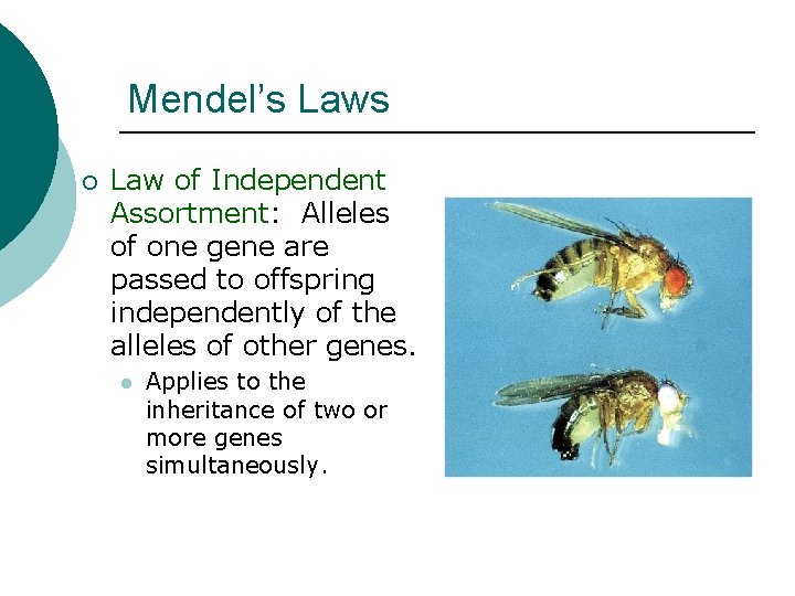 Mendel’s Laws ¡ Law of Independent Assortment: Alleles of one gene are passed to