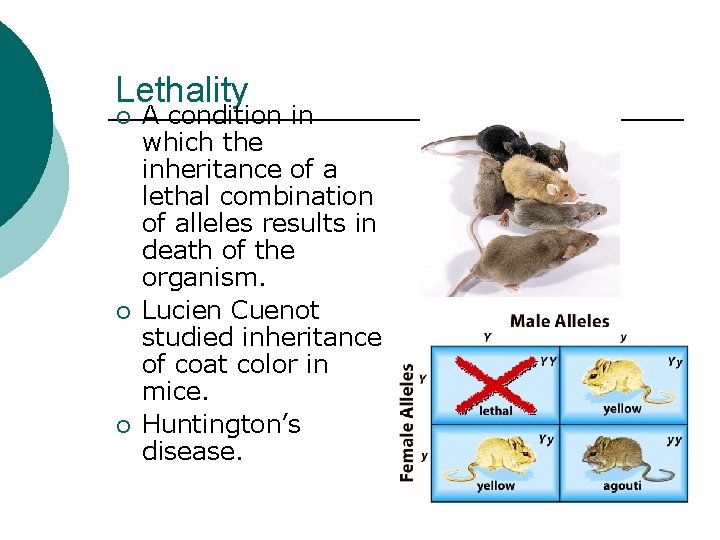 Lethality ¡ ¡ ¡ A condition in which the inheritance of a lethal combination