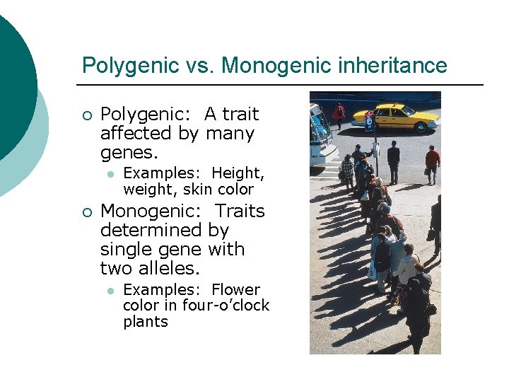 Polygenic vs. Monogenic inheritance ¡ Polygenic: A trait affected by many genes. l ¡