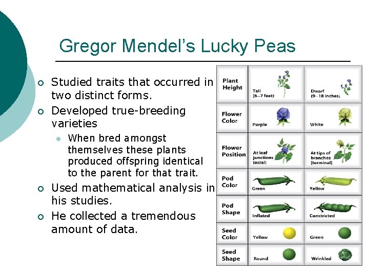 Gregor Mendel’s Lucky Peas ¡ ¡ Studied traits that occurred in two distinct forms.