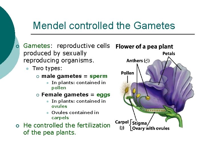 Mendel controlled the Gametes ¡ Gametes: reproductive cells produced by sexually reproducing organisms. l