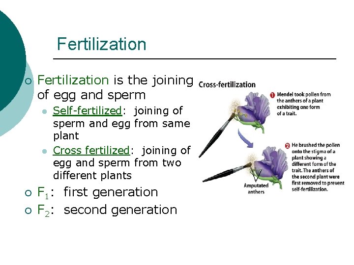 Fertilization ¡ Fertilization is the joining of egg and sperm l l ¡ ¡