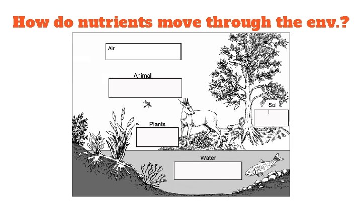 How do nutrients move through the env. ? 