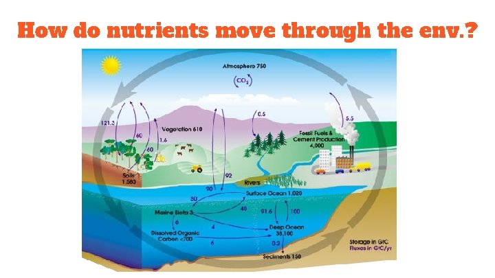 How do nutrients move through the env. ? 