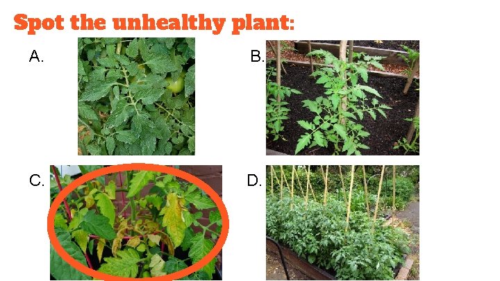 Spot the unhealthy plant: A. B. C. D. 