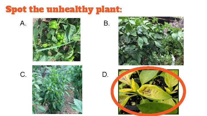 Spot the unhealthy plant: A. B. C. D. 