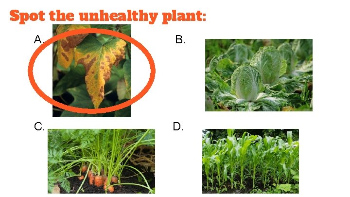 Spot the unhealthy plant: A. B. C. D. 
