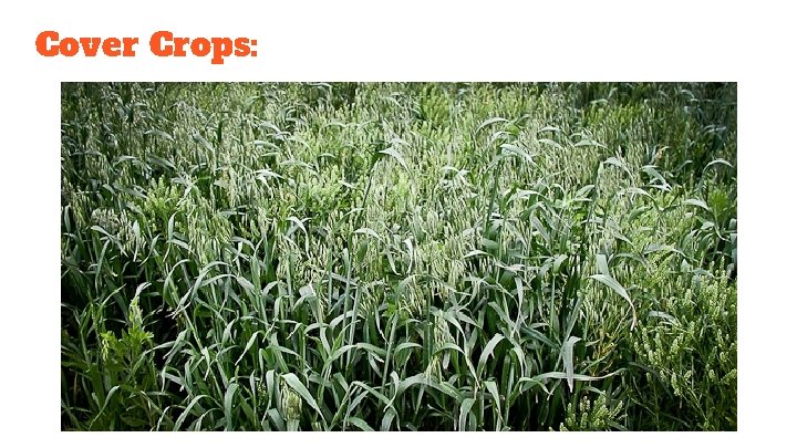 Cover Crops: 