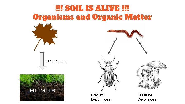 !!! SOIL IS ALIVE !!! Organisms and Organic Matter Decomposes Physical Decomposer Chemical Decomposer