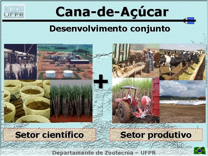 Cana-de-Açúcar Desenvolvimento conjunto + Setor científico Setor produtivo Departamento de Zootecnia – UFPR 