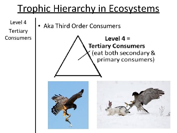 Trophic Hierarchy in Ecosystems Level 4 Tertiary Consumers • Aka Third Order Consumers Trophic Hierarchy in Ecosystems Level 4 Tertiary Consumers • Aka Third Order Consumers