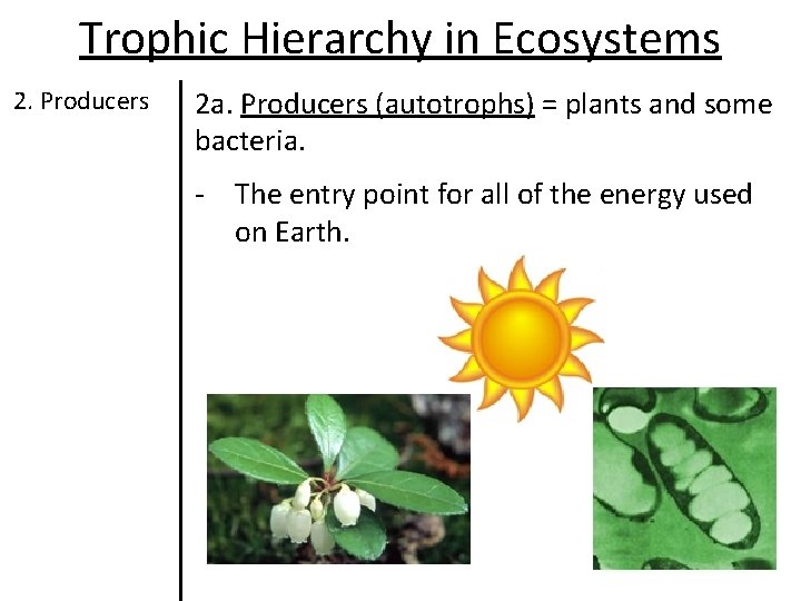 Trophic Hierarchy in Ecosystems 2. Producers 2 a. Producers (autotrophs) = plants and some Trophic Hierarchy in Ecosystems 2. Producers 2 a. Producers (autotrophs) = plants and some