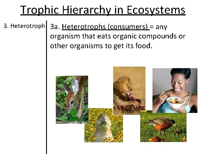 Trophic Hierarchy in Ecosystems 3. Heterotroph 3 a. Heterotrophs (consumers) = any organism that Trophic Hierarchy in Ecosystems 3. Heterotroph 3 a. Heterotrophs (consumers) = any organism that