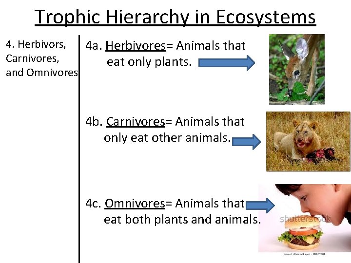 Trophic Hierarchy in Ecosystems 4. Herbivors, 4 a. Herbivores= Animals that Carnivores, eat only Trophic Hierarchy in Ecosystems 4. Herbivors, 4 a. Herbivores= Animals that Carnivores, eat only