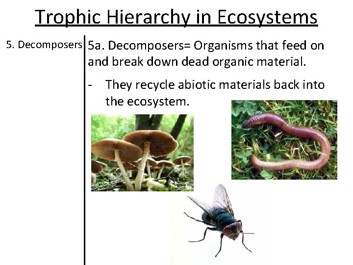 Trophic Hierarchy in Ecosystems 5. Decomposers 5 a. Decomposers= Organisms that feed on and Trophic Hierarchy in Ecosystems 5. Decomposers 5 a. Decomposers= Organisms that feed on and