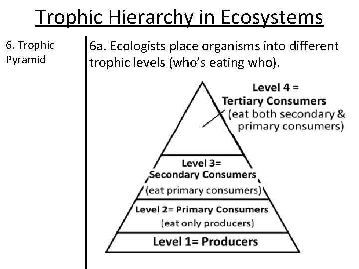 Trophic Hierarchy in Ecosystems 6. Trophic Pyramid 6 a. Ecologists place organisms into different Trophic Hierarchy in Ecosystems 6. Trophic Pyramid 6 a. Ecologists place organisms into different