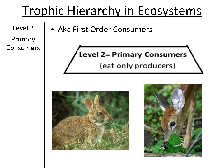 Trophic Hierarchy in Ecosystems Level 2 Primary Consumers • Aka First Order Consumers Trophic Hierarchy in Ecosystems Level 2 Primary Consumers • Aka First Order Consumers