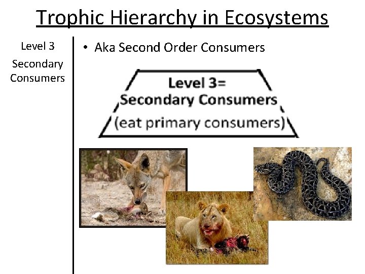 Trophic Hierarchy in Ecosystems Level 3 Secondary Consumers • Aka Second Order Consumers Trophic Hierarchy in Ecosystems Level 3 Secondary Consumers • Aka Second Order Consumers