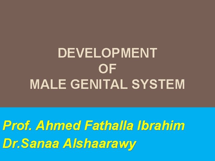 DEVELOPMENT OF MALE GENITAL SYSTEM Prof. Ahmed Fathalla Ibrahim Dr. Sanaa Alshaarawy 