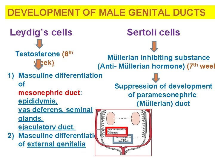 DEVELOPMENT OF MALE GENITAL DUCTS Leydig’s cells Testosterone (8 th week) Sertoli cells Müllerian