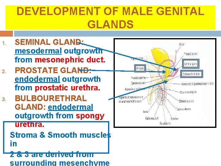 DEVELOPMENT OF MALE GENITAL GLANDS 1. 2. 3. SEMINAL GLAND: mesodermal outgrowth from mesonephric