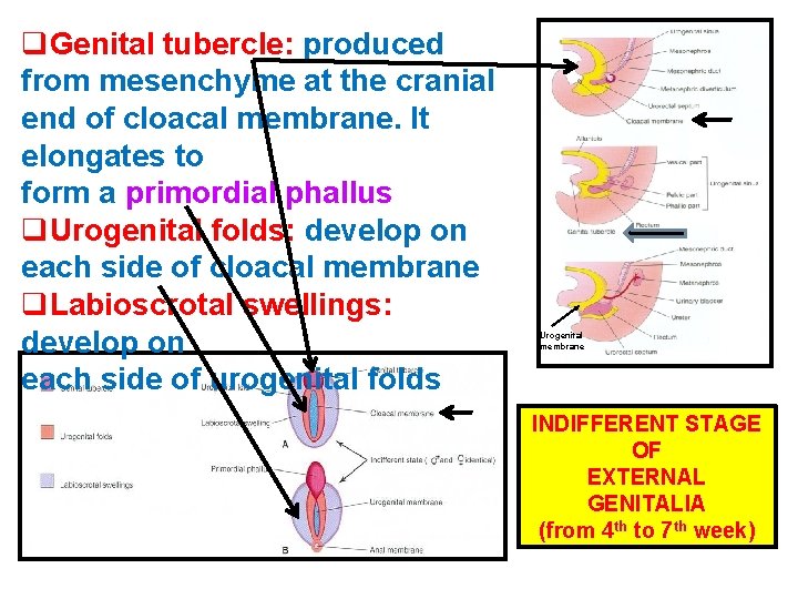 q. Genital tubercle: produced from mesenchyme at the cranial end of cloacal membrane. It