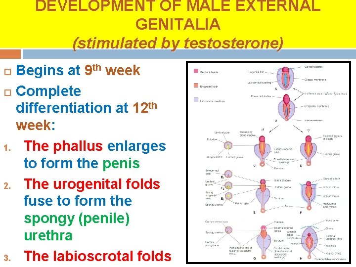 DEVELOPMENT OF MALE EXTERNAL GENITALIA (stimulated by testosterone) Begins at 9 th week Complete