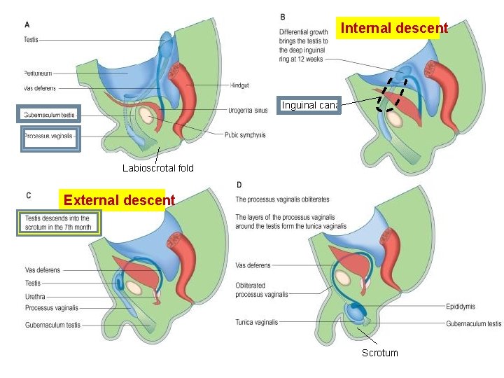 Internal descent Inguinal canal Labioscrotal fold External descent Scrotum 