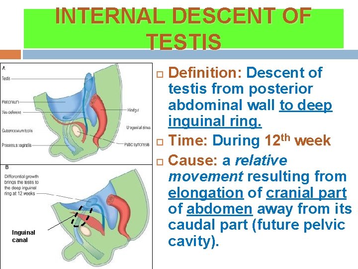 INTERNAL DESCENT OF TESTIS Definition: Descent of testis from posterior abdominal wall to deep