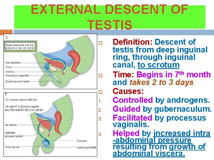 EXTERNAL DESCENT OF TESTIS 1. 2. 3. 4. Definition: Descent of testis from deep