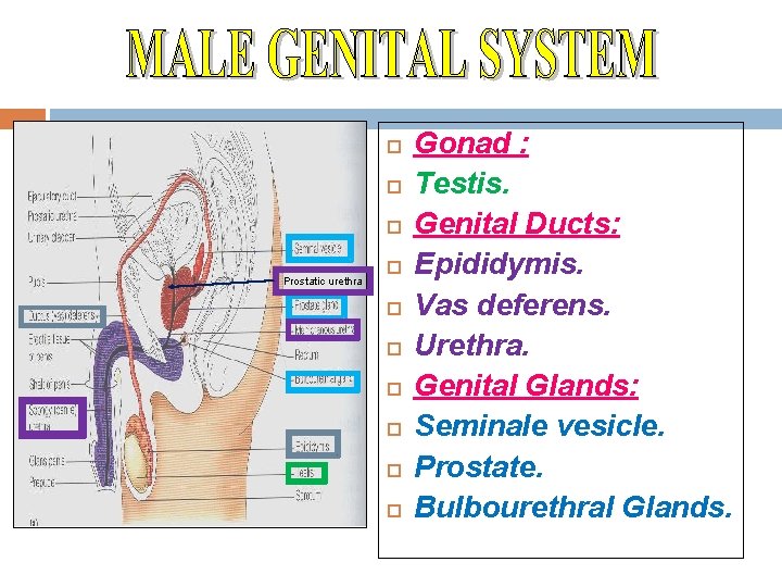  Prostatic urethra Gonad : Testis. Genital Ducts: Epididymis. Vas deferens. Urethra. Genital Glands: