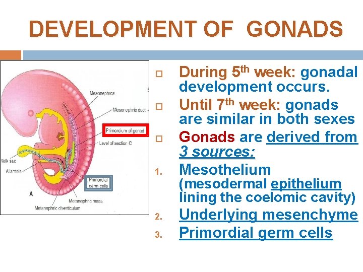 DEVELOPMENT OF GONADS 1. 2. 3. During 5 th week: gonadal development occurs. Until