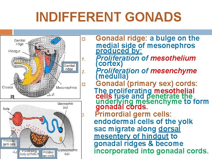 INDIFFERENT GONADS 1. 2. 3. Gonadal ridge: a bulge on the medial side of