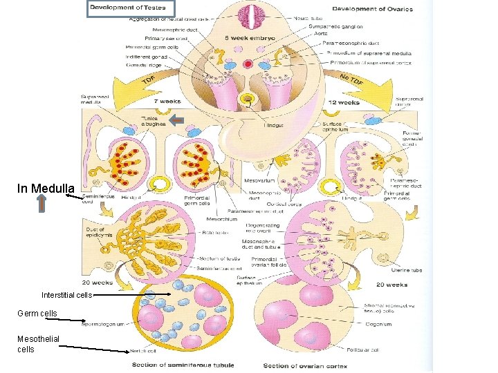 In Medulla Interstitial cells Germ cells Mesothelial cells 