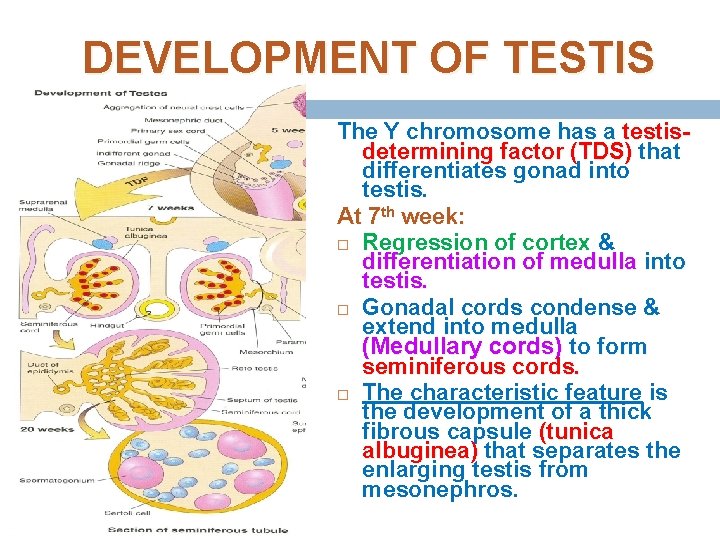 DEVELOPMENT OF TESTIS The Y chromosome has a testisdetermining factor (TDS) that differentiates gonad