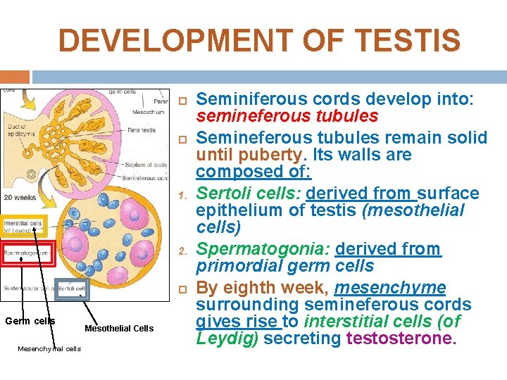 DEVELOPMENT OF TESTIS 1. 2. Germ cells Mesenchymal cells Mesothelial Cells Seminiferous cords develop