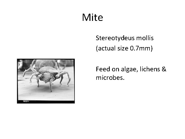 Mite Stereotydeus mollis (actual size 0. 7 mm) Feed on algae, lichens & microbes.