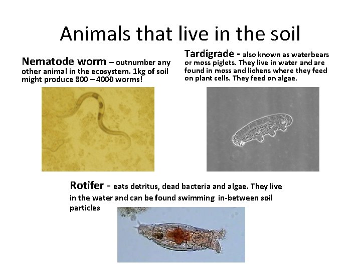 Animals that live in the soil Nematode worm – outnumber any other animal in
