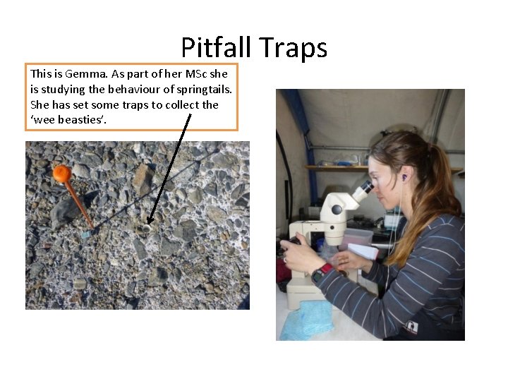 Pitfall Traps This is Gemma. As part of her MSc she is studying the
