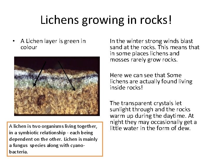 Lichens growing in rocks! • A Lichen layer is green in colour In the
